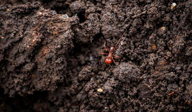 Los nacidos bajo el elemento tierra son prácticos, trabajadores y comprensivos. Foto: EFE