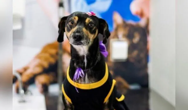 Facebook viral: refugio realiza sesión de fotos a sus perritos para incentivar su adopción