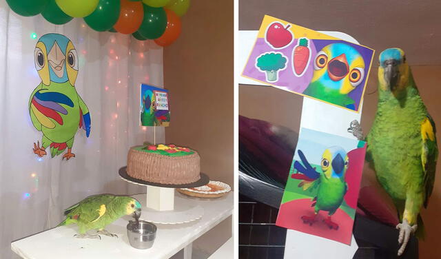 Facebook viral: familia arma una gran fiesta en casa para celebrar el primer cumpleaños de su loro