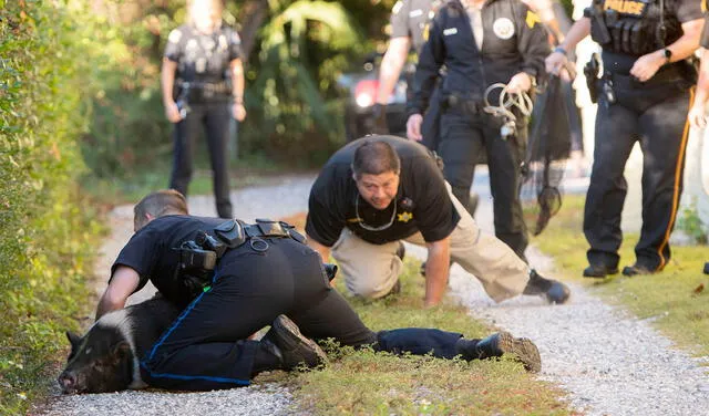 Divertida persecución de un cerdo en Estados Unidos. Foto: Facebook / Pensacola Police Department