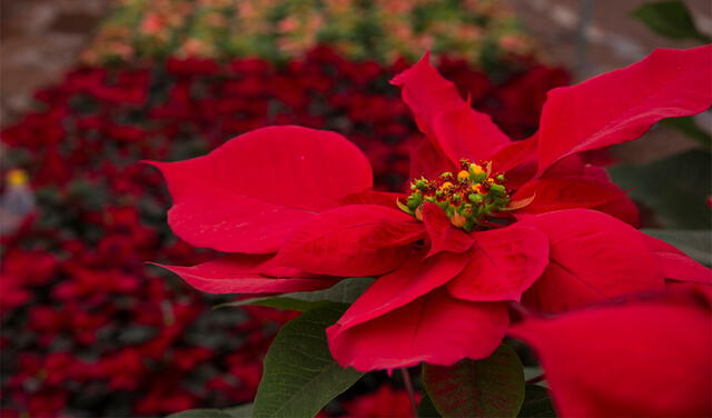 Nochebuena es también el nombre de una flor típica de México y América Central. Foto: AFP