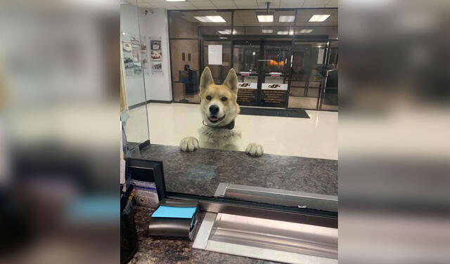 Facebook viral: perro ingresa al departamento de policía para ‘pedir’ ayuda tras perderse de su hogar