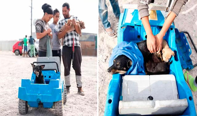 Facebook viral: mujer lleva a sus perros en un carro de juguete para pedir ayuda y sean atendidos