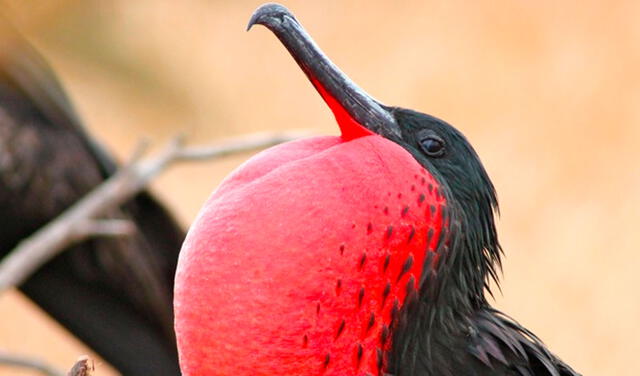 Diminuta mosca ‘vampiro aviar’ amenaza a 21 especies de aves en las islas Galápagos