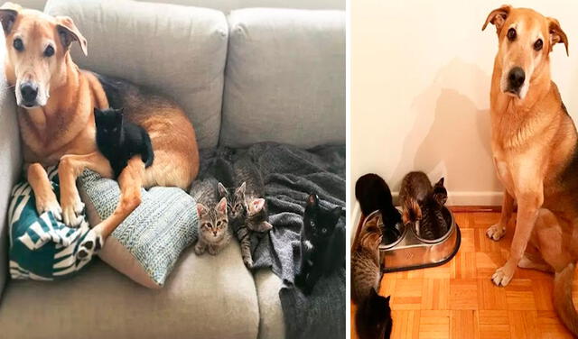 Facebook viral: perro cuida a los gatos rescatados por sus dueños mientras les buscan un nuevo hogar