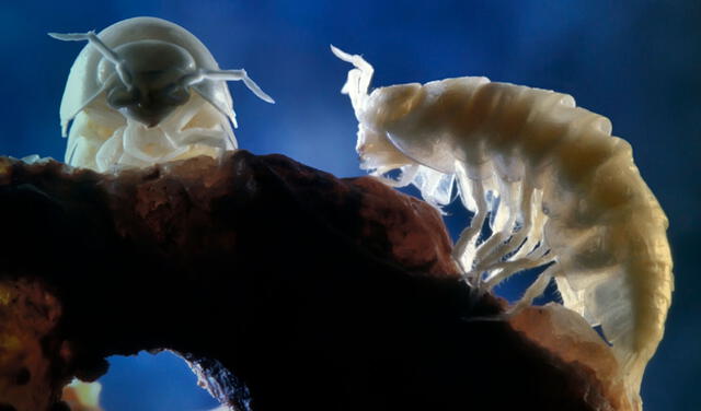 Crustáceos terrestres que perdieron pigmentación como resultado de la evolución en la oscuridad.