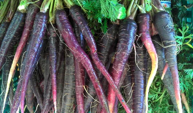 Las zanahorias púrpuras adquieren dicho color por las antocianinas. Foto: World Carrot Museum