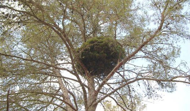 'Escoba de bruja' en un árbol infectado por fitoplasma. Foto: Jardin Mundani