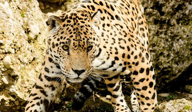 En Mexico existe 3 800 jaguares lo que representa el 20% de la cantidad que existía en el año 1960. Foto: Imaginer Puerto