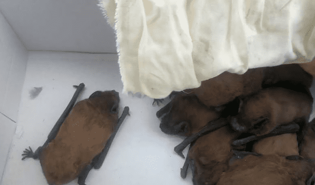 Algunos de los cientos de murciélagos rescatados por KARG. Foto: KARG