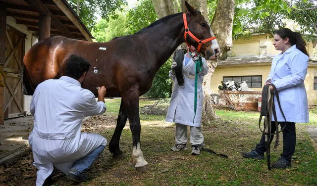 La genética veterinaria estudia los mecanismos de la herencia en los animales. Foto: AFP