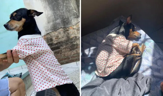 Le regala una blusa a la perrita de su hermana, pero cachorra da a notar que no le gustó