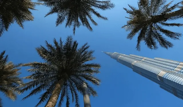 El rascacielos más alto del mundo, Burj Khalifa de Dubái contrasta con palmeras datileras en su base. Foto: Snapper Nick/Alamy/BBC