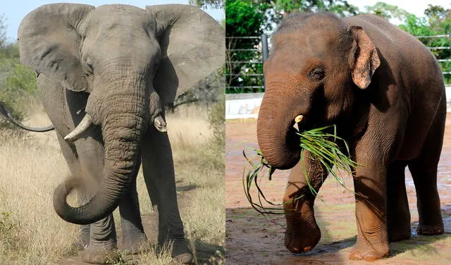 Los elefantes africanos presentan notables diferencias físicas con los asiáticos. Foto: composición / AFP