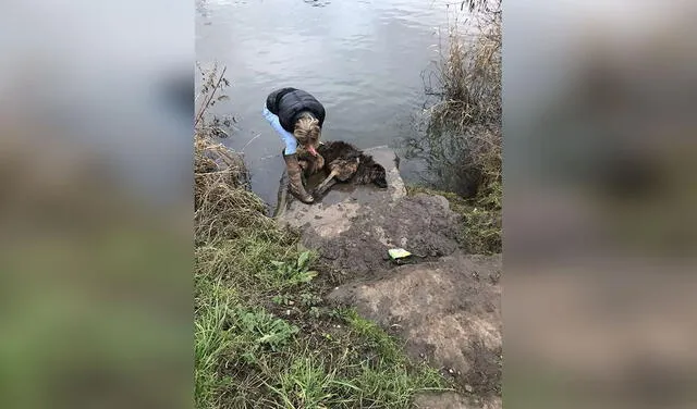 Facebook viral: familia adopta a perrita que fue rescatada de río al estar atada a una roca