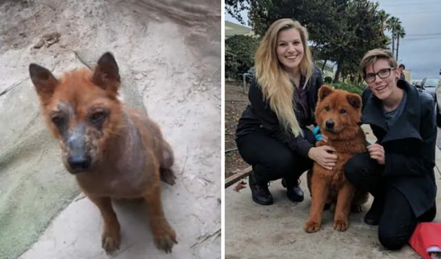 Encuentran a perro abandonado bajo un auto, lo rescatan y le cambian la vida