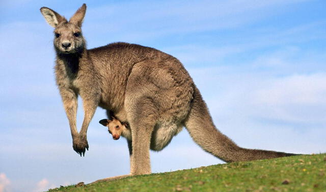 El maravilloso instinto maternal del canguro - Mis Animales