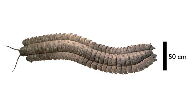 Representación del milpiés Arthropleura. Imagen: J.W. Schneider