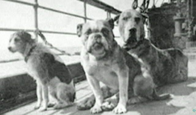Los tres perros que aparecen en esta fotografía fallecieron junto a las más de 1000 personas. Foto: YouTube