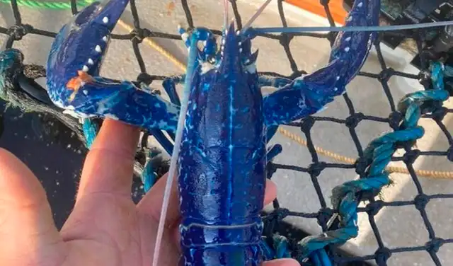 Imágenes de una extraña langosta de color azul se vuelve viral en redes