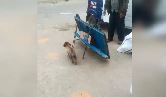 Facebook viral: comerciante permite que los perritos callejeros coman los productos de su tienda