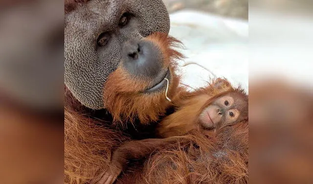 Facebook viral: orangután se hace cargo de los cuidados de su bebé luego del fallecimiento de su ‘pareja’