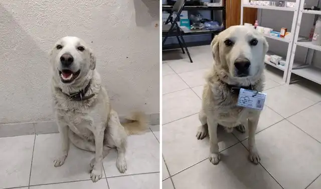 Facebook viral: farmacia adopta a perrito sin hogar que los visitaba a diario y lo integra al equipo Facebook viral: farmacia adopta a perrito sin hogar que los visitaba a diario y lo integra al equipo