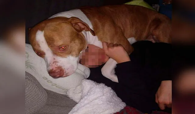 Facebook viral: perro ve que su dueño está en peligro y alerta a su familia para ayudarlo