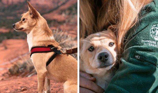 Conoce la nueva vida de un perro que salvó de ser sacrificado en una granja