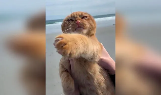 Facebook viral: gato visita la playa por primera vez y sorprende a su dueña con su reacción