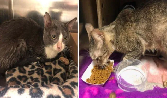 Los gatitos fueron atendidos y se encuentran recuperando. Foto: captura de Facebook