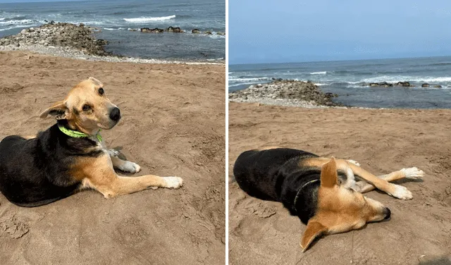 Vaguito, es un peludito que no deja de caminar hasta la orilla de la playa para esperar a su propietario. Foto: captura de Facebook