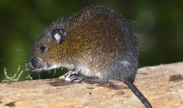 Ratón de las lomas. Foto: naturalista.mx