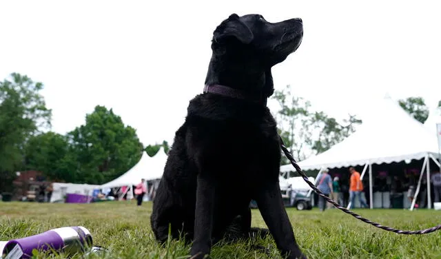 En sueños, los perros negros se asocian al luto y a los sentimientos negativos. Foto: AFP