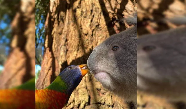 Captan tierno momento en el que loro arcoíris ‘besa’ a un koala en un árbol