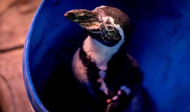 Un pingüino de Humboldt espera en un cubo a ser vacunado de la gripe aviar en el zoo de Copenhague (Dinamarca) el 1 de diciembre. Foto: EFE