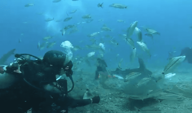 YouTube viral: buzos se sumergen en el fondo del mar y alimentan a feroces tiburones con las manos