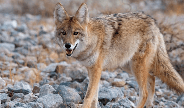 Hombre mata con sus manos a un coyote que atacaba a su hijo de dos años