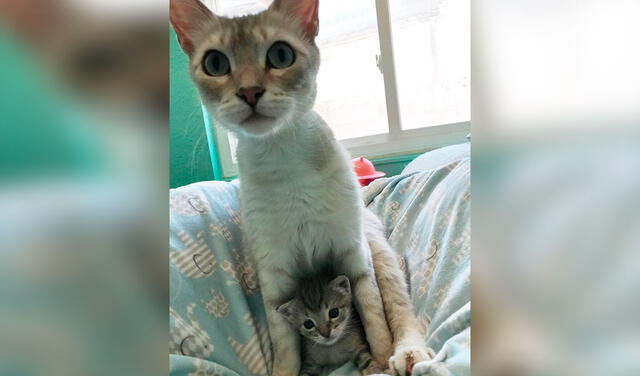 Facebook viral: gatita adopta un pequeño felino para cuidarlo luego que perdió a sus crías