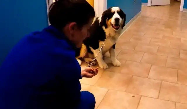 Perrita se niega a irse de la veterinaria pese a la insistencia de sus dueños [VIDEO]