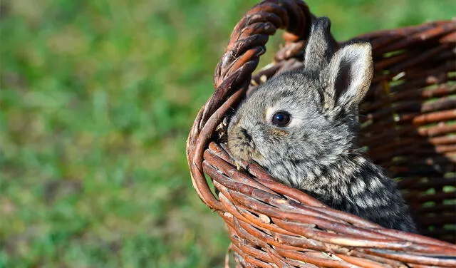 El conejo es símbolo de fertilidad, nueva vida y alegría primaveral. Foto: AFP