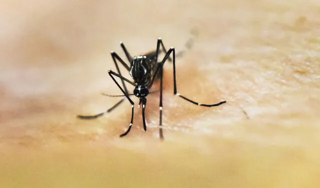 Los mosquitos eligen a sus víctimas por el olor que emiten, así como por su temperatura corporal, entre otros factores