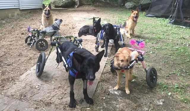 YouTube viral: adopta a seis perritos con discapacidad y les ofrece una segunda oportunidad de vida