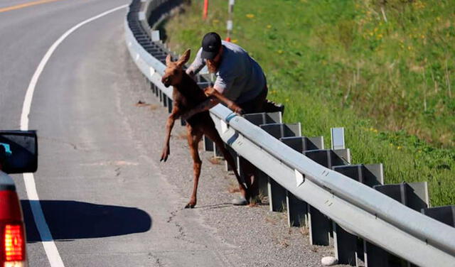 Facebook viral: hombre ayuda a un bebé alce a cruzar la carretera para reunirlo con su madre