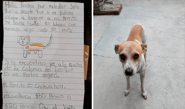 Niña dibuja a su perro en una carta para pedir que la ayuden a encontrarlo