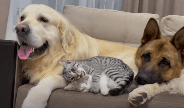Perros cuidan de unos gatos como si fueran sus propias crías y video enternece
