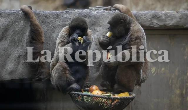 Pocos animales retornan a su hábitat  debido a sus condiciones. Foto: Rodrigo Talavera/ La República