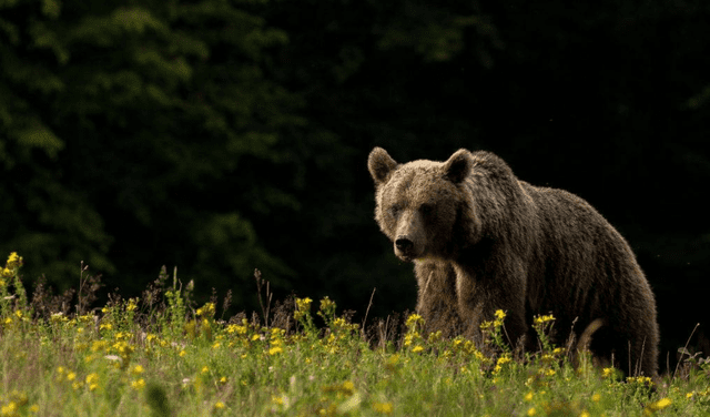 En la antigüedad, en oso era venerado en Rusia. Foto: EFE