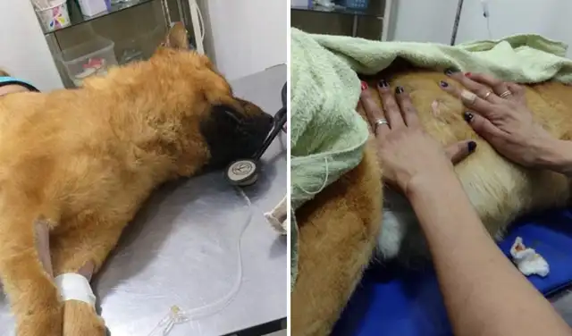 El perrito fue tratado por especialistas para reestablecer su salud. Foto: captura de Facebook