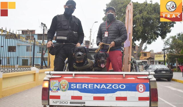 Facebook viral: municipio de Lurín adopta a perros sin hogar y los integra a la brigada canina